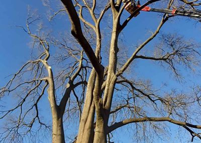 Potatura alberi alto fusto