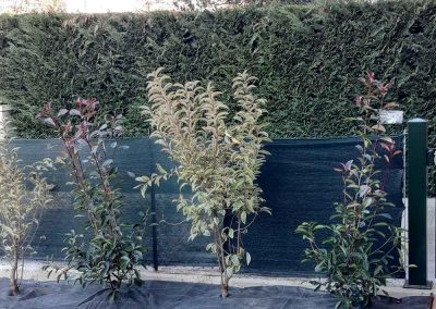 Realizzazione siepi perimetrali